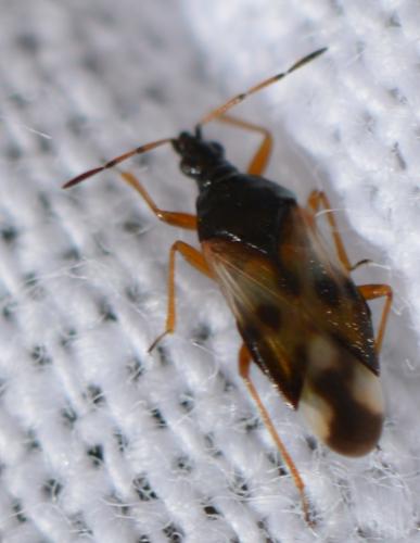 Réf. 266 450 : Anthocoris nemorum